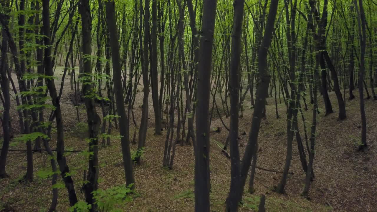caminando por un sendero forestal