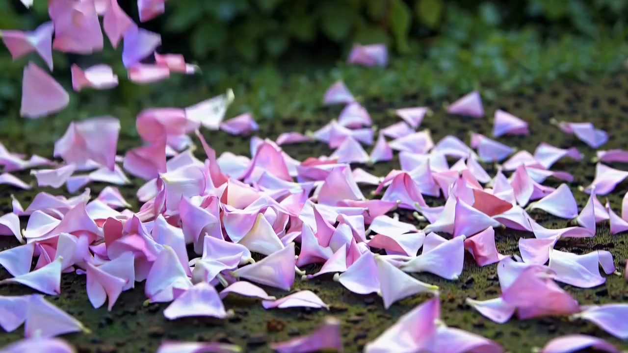 Rosa roseblader faller ned på bakken i en hage