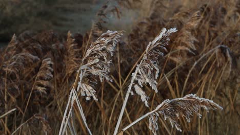 Primer-Plano-De-La-Vegetación-Cubierta-De-Escarcha.-Países-Bajos.-Invierno