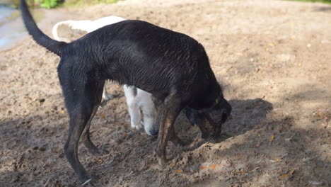 perros jugando juntos cerca de un lago