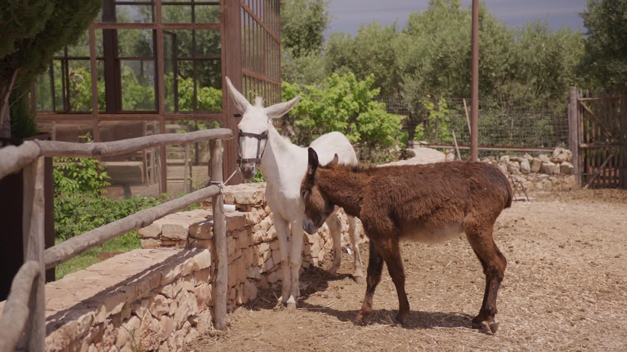 burro blanco y potro marrón en un patio de granja soleado, follaje verde en el fondo, día despejado