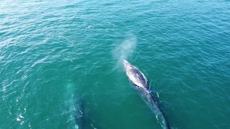 Dos-Majestuosas-Ballenas-Grises-Soplando-Agua-Desde-El-Espiráculo