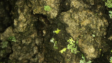 a moss plants growing in the concrete damp surface of a wall - close up shot