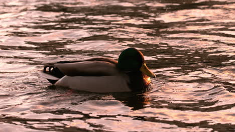 pato nadando en el lago