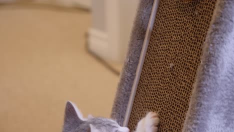 silver little kitten playing on scratching board