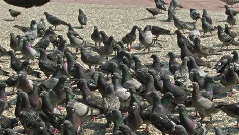 flock of wild city pigeons flying on concrete floor