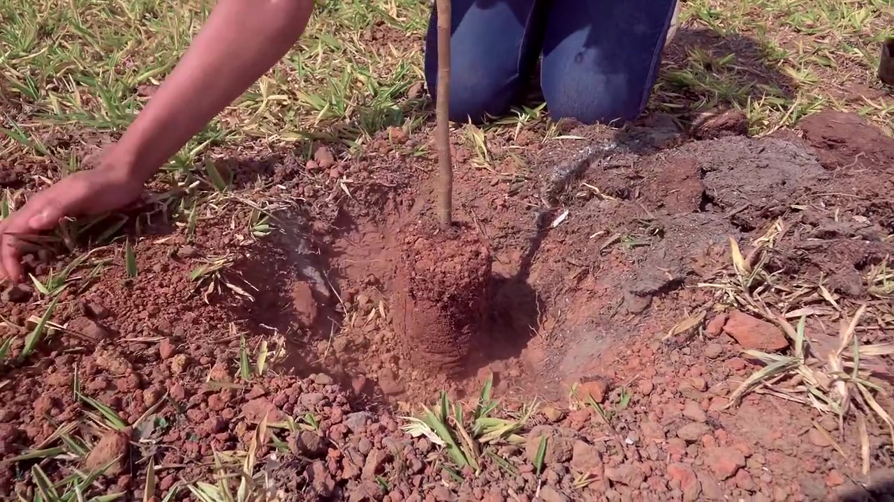 Nahaufnahme von Händen, die einen jungen Baumsetzling in ein Loch im Boden pflanzen. Aufforstungs- und Umweltschutzaktivität in einem Garten.