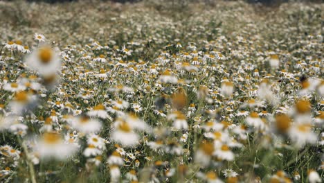 Feld-Mit-Blühenden-Weißen-Gänseblümchen,-Enge-Sicht,-Ruhige-Aufnahme