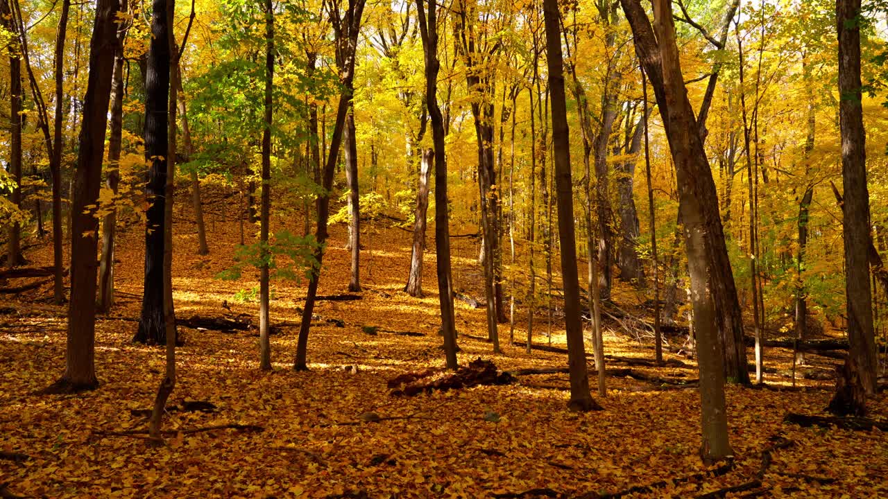 Warm sunlight highlights a forest floor blanketed in colorful fall leaves