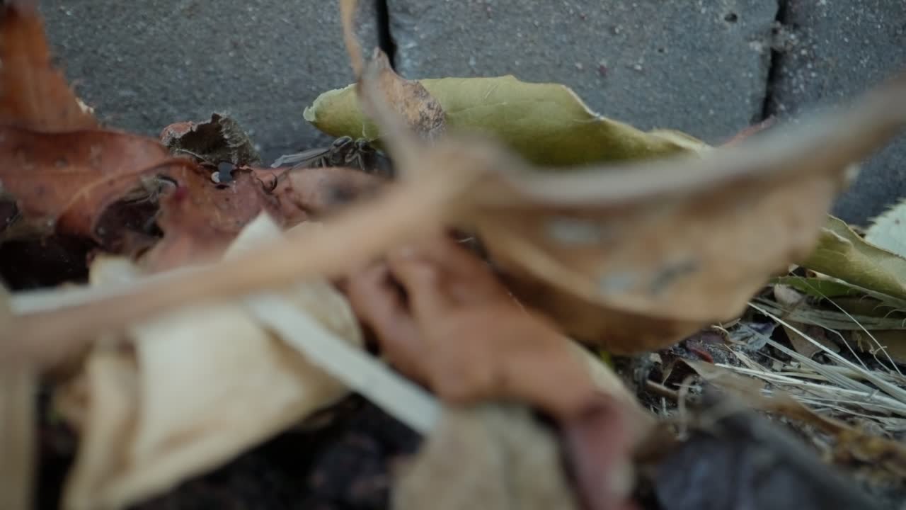 Ants carry leaf pieces along forest floor, macro slow motion shows teamwork and trail