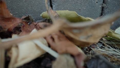ants carry leaf pieces along forest floor, macro slow motion shows teamwork and trail