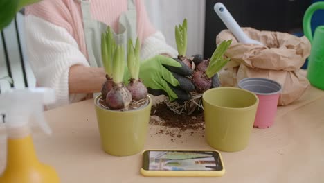 planting hyacinths