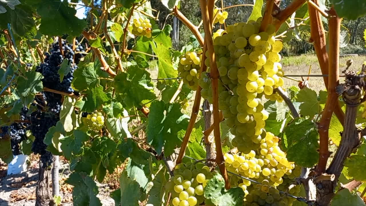 uvas blancas y negras maduras colgando de las vides en un día soleado