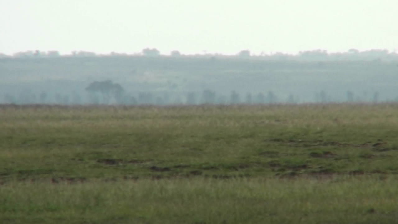 Uno struzzo cammina attraverso le pianure dell'Africa.