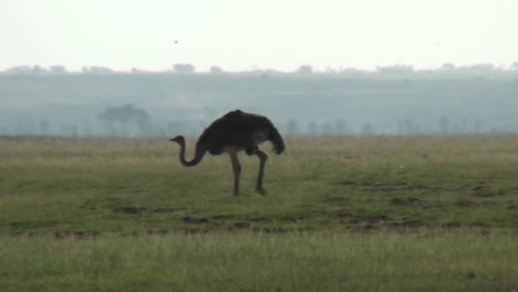 an ostrich walks across the plains of africa