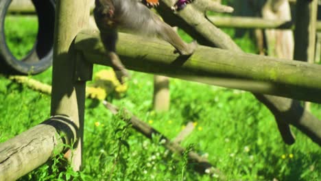 exotic-monkey-with-colourful-mouth-nose-red-and-blue-is-running-swiftly-through-tall-grass-in-its-habitat-to-eat-peacefully-by-himself-on-a-wooden-pole-away-from-its-family-slow-motion