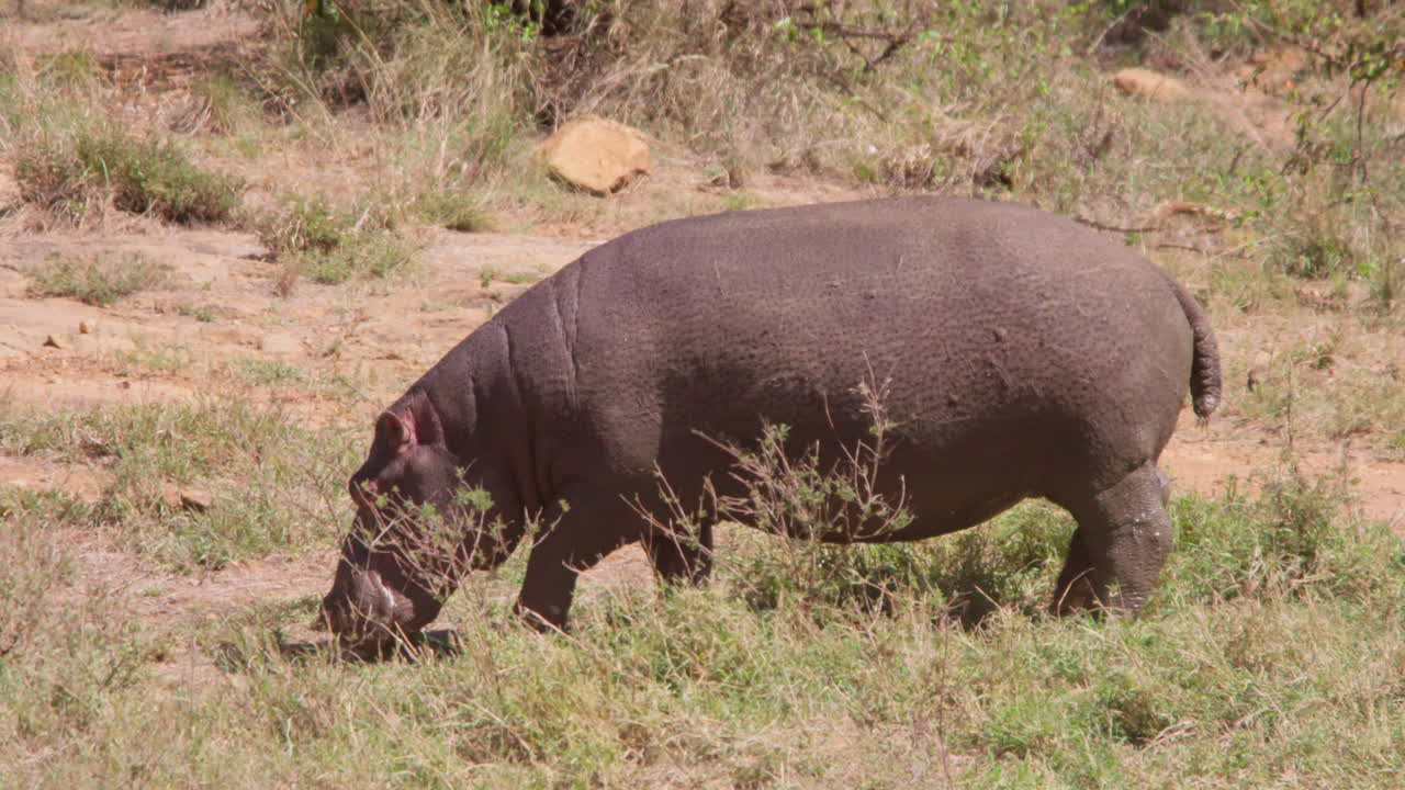 Ippopotamo che cammina nella savana a mezzogiorno
