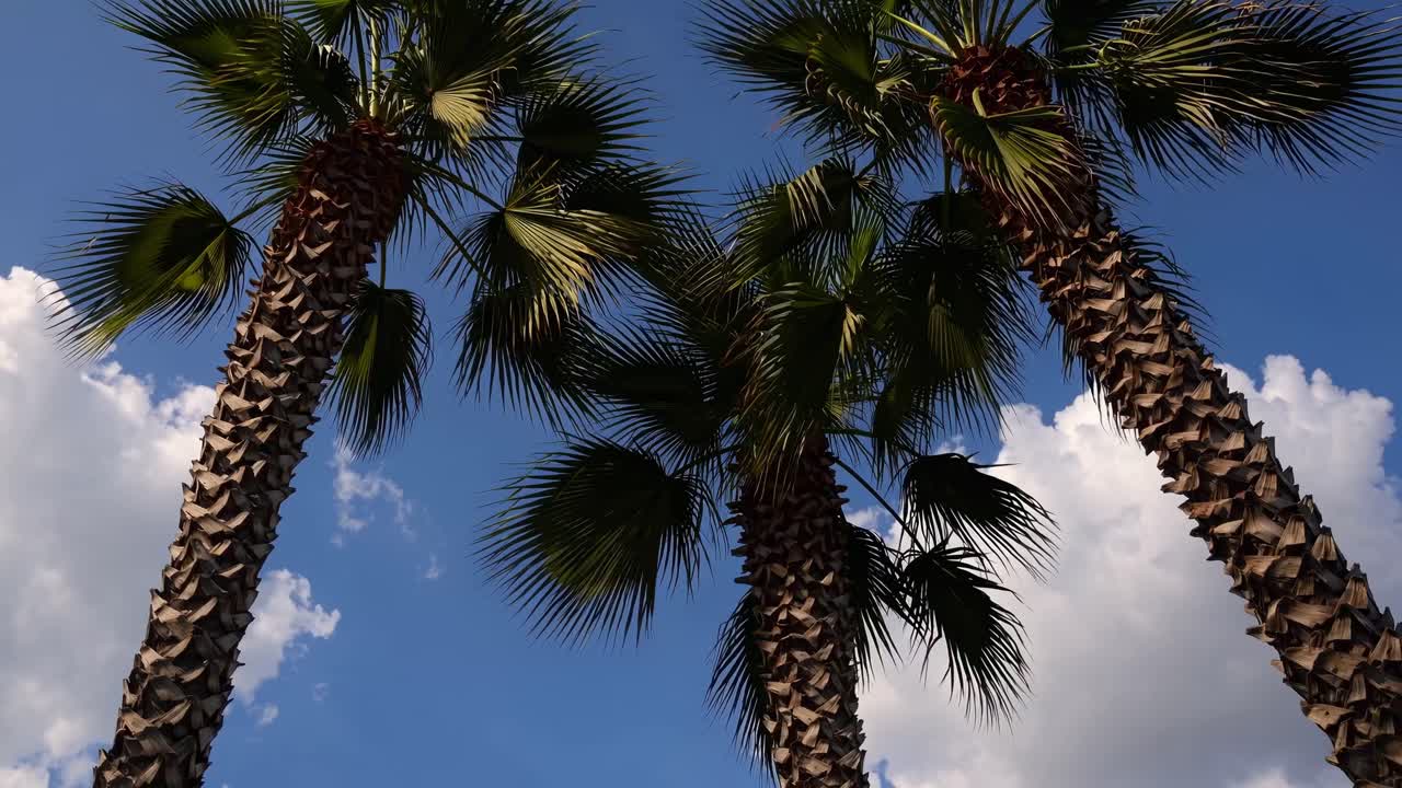Low-angle video of tall palm trees against a bright blue sky with scattered clouds