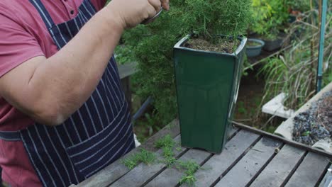 Jardinero-Masculino-Caucásico-Cortando-Bonsai-En-El-Centro-De-Jardinería