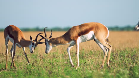 full tracking shot of two springbok fighting in the grasslands of central kalahari game reserve in botswana southern africa