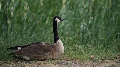 Wide-shot-of-branta-genus-watching-his-surroundings-and-itching-his-body