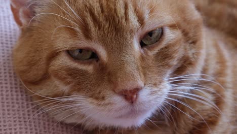 Face-closeup-of-overweight-sleepy-orange-cat-lying-on-the-sofa