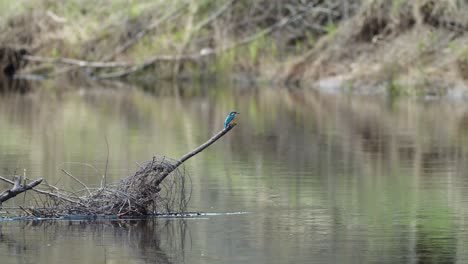 Eisvogel-Sitzt-Auf-Den-Zweigen-In-Der-Nähe-Des-Flusses-Und-Sucht-Nach-Nahrung-Und-Nest