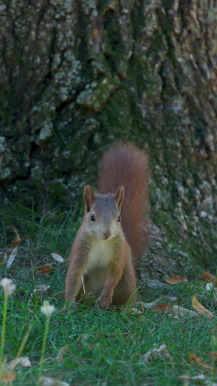 Una ardilla roja busca comida cerca de un tronco de árbol en un parque en otoño.