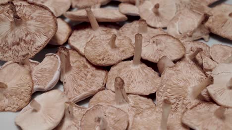 Collection-of-wild-mushrooms-isolated-on-white-background,-Closeup-Tilt-Up