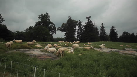 Muchas-Ovejas-Esquiladas-Se-Sientan-En-Los-Campos