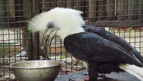 white and black hornbill in a cage