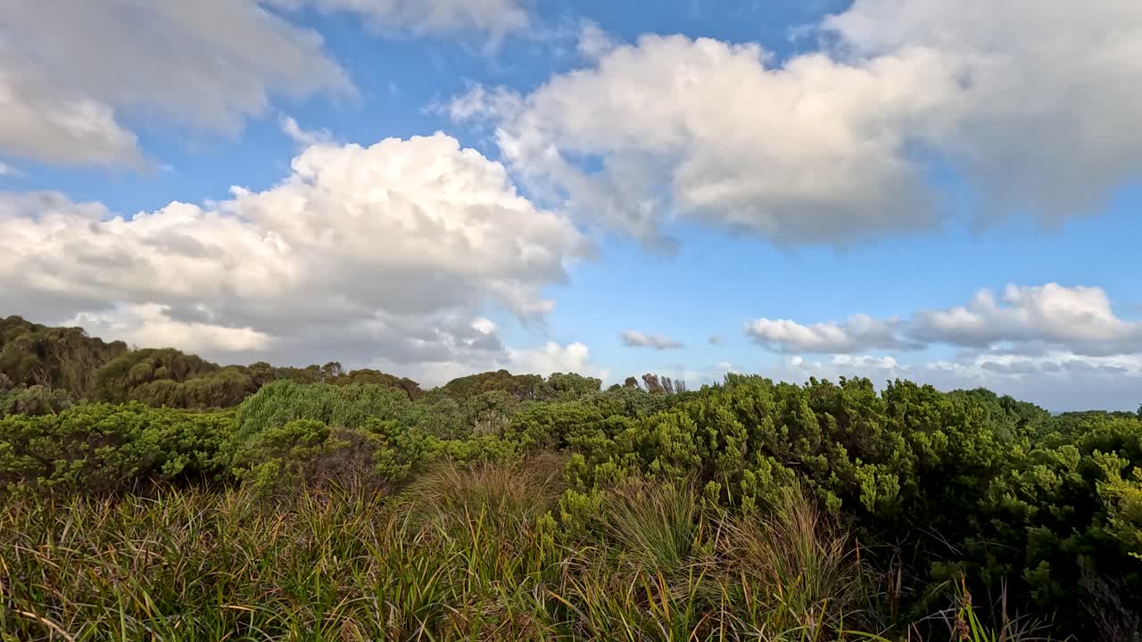 밝은 파란 하늘 아래의 울창한 초록색