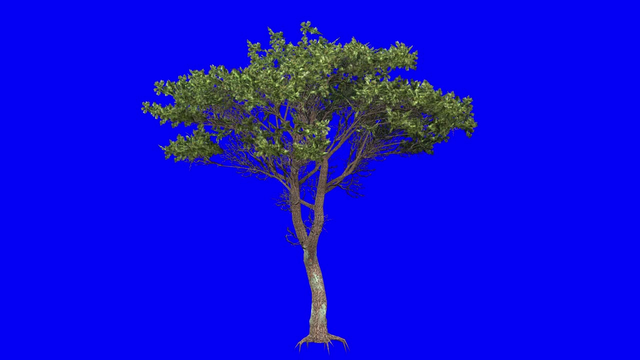 3D italian stone pine tree with wind effect on blue screen 3D animation