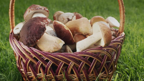 the camera moves slowly from a basket of wild mushrooms, which stands on green grass.