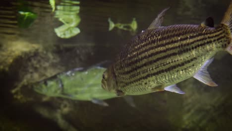 Hydrocynus-Goliath,-También-Conocido-Como-Pez-Tigre-Goliat,-Pez-Tigre-Gigante-O-Mbenga,-Es-Un-Pez-Depredador-Africano-De-Agua-Dulce-De-Gran-Tamaño-De-La-Familia-Alestidae.