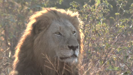 close-up of a male lion on a cool morning where you can see his breath