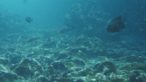 disparo acuático del pez de galápagos