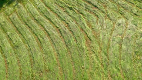 Freshly-mown-meadow,-aerial-top-down-view