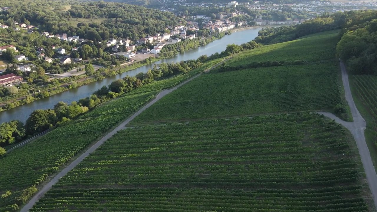 Vigneto nella valle della regione vinicola della Mosella, paesaggio francese ripreso con drone.