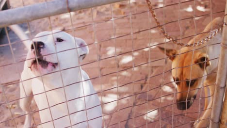 perro abandonado encerrado en un refugio