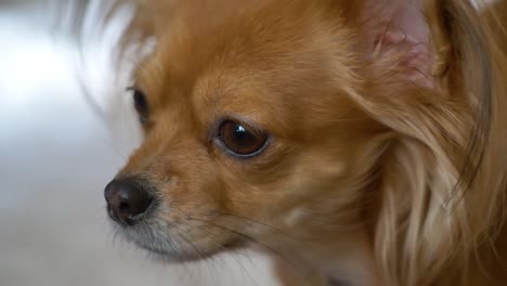 close up shot of very alert chihuahua dog looking at the camera