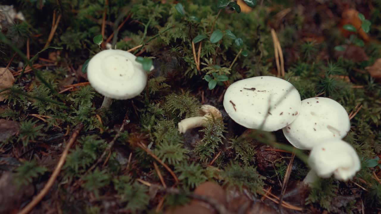 champiñones blancos en el bosque de otoño