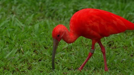 exotic wading bird species, scarlet ibis, eudocimus ruber with vibrant plumage, foraging for invertebrate with its long bill in the wildlife enclosure, close up shot