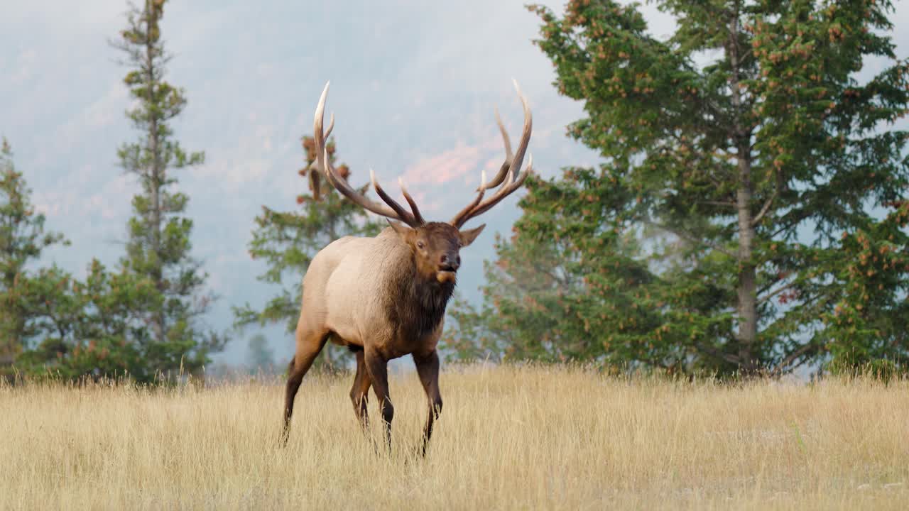 un alce toro corriendo en un campo en las montañas rocosas en 4k