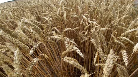 beautiful nature shot of wheatfield between ears of yellow wheat,slow forward