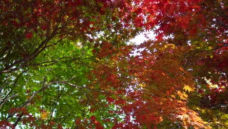 Buscando-Arces-Japoneses-Que-Cambian-De-Color-De-Verde-A-Naranja-Y-Rojo-Y-Amarillo---Hermosas-Ramas-Con-Hojas-Que-Cubren-El-Cielo-En-Otoño