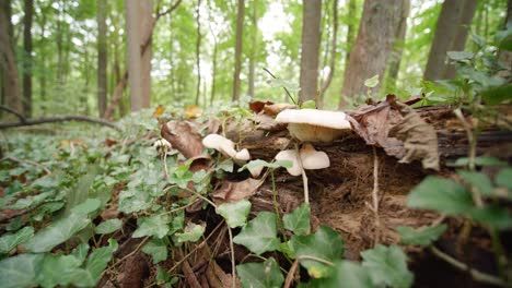 Hongos-Que-Crecen-En-Un-Bosque-Verde,-Wissahickon-Creek,-Pennsylvania