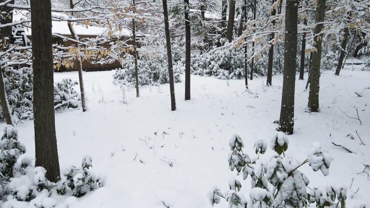 Neve fitta che cade su un'area di bosco periferico