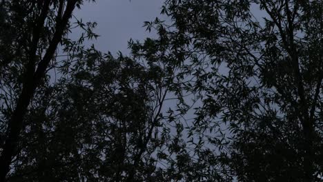 silhouette of trees at dusk