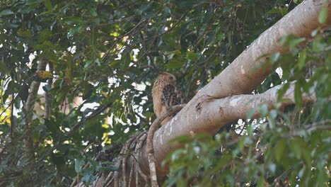 mirando a la izquierda y luego gira la cabeza mirando por encima del hombro izquierdo y luego se acicala debajo del ala derecha, búho pez buffy, ketupa ketupu, parque nacional de khao yai, tailandia